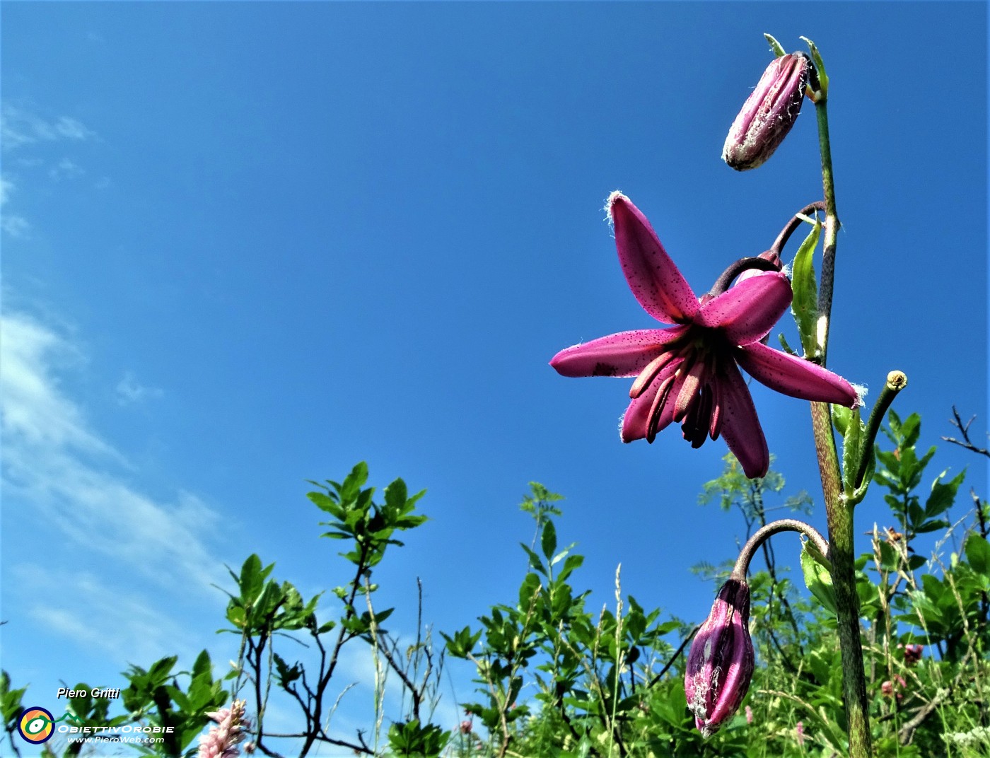 23 Giglio martagone (Lilium martagon).JPG -                                